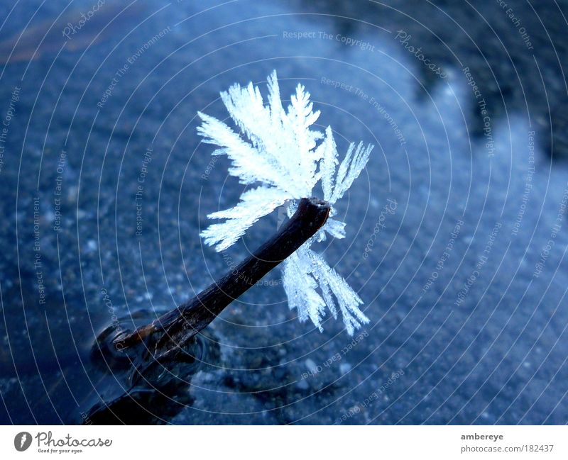 Frost Farbfoto Außenaufnahme Nahaufnahme Menschenleer Tag Reflexion & Spiegelung Schwache Tiefenschärfe Vogelperspektive Natur Wasser Eis Blatt Flussufer Bach