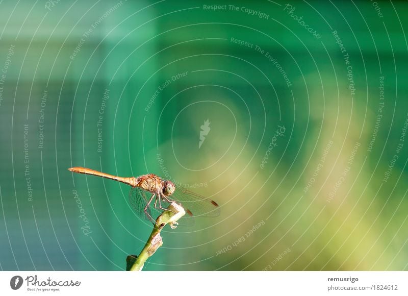Libelle, die auf einer Anlage stillsteht Sommer Natur Pflanze Tier Park Flügel sitzen Wanze Auge Fauna Fliege Insekt aussruhen Farbfoto Außenaufnahme