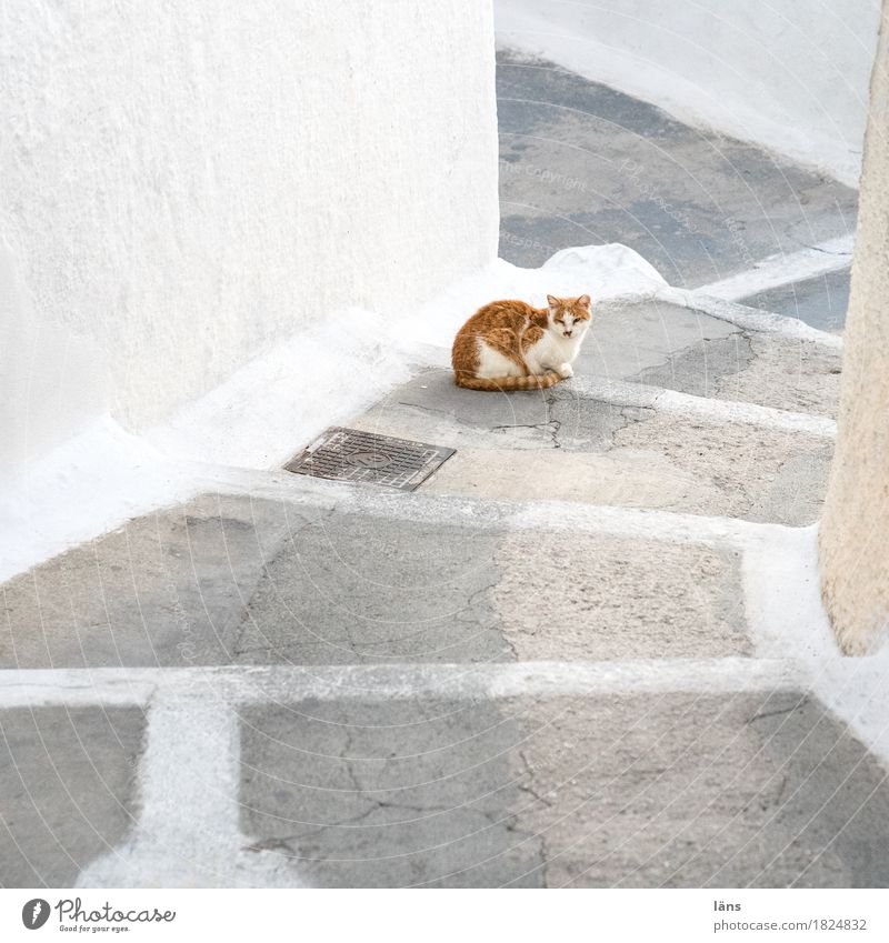 komm doch Fira Altstadt Gebäude Mauer Wand Treppe Tier Haustier Katze 1 beobachten Erholung Zufriedenheit selbstbewußt Gelassenheit geduldig ruhig Pause