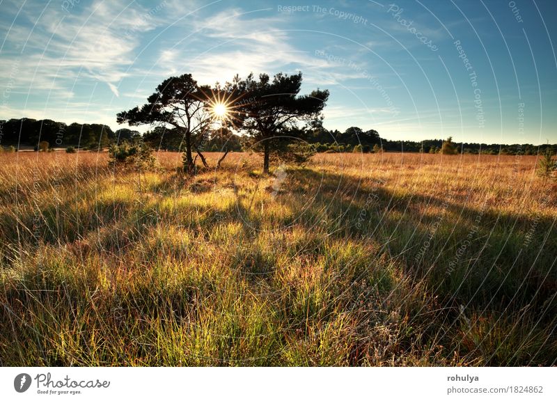 Sonnenstrahlen hinter Kiefern auf Sumpf Natur Landschaft Himmel Baum Gras Wiese wild blau nadelhaltig Stern Sonnenschein Balken Feld Sonnenuntergang Aussicht