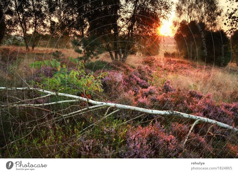 Morgen Sonnenlicht über blühende Heide im Birkenwald Sommer Natur Landschaft Herbst Baum Blume Blüte Wald Hügel wild rosa Sonnenschein gold orange Bergheide