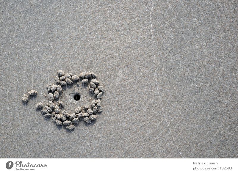 Jemand zuhause? Strand Natur Tier Sand Meer Fährte Strandkrebs Kugel Linie rund Australien Strandspaziergang Strukturen & Formen Kreis Spülsaum