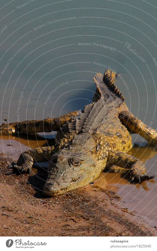 Safarikrokodil Jagd Ferien & Urlaub & Reisen Abenteuer Natur Tier Wasser Seeufer Flussufer Wildtier Schuppen Krallen Krokodil 1 Aggression wild gefährlich