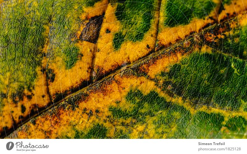 abstraktes Laub Natur Pflanze Herbst Baum Blatt Wald braun mehrfarbig gelb grün rot Leben Zeit Blattadern Herbstlaub herbstlich Strukturen & Formen