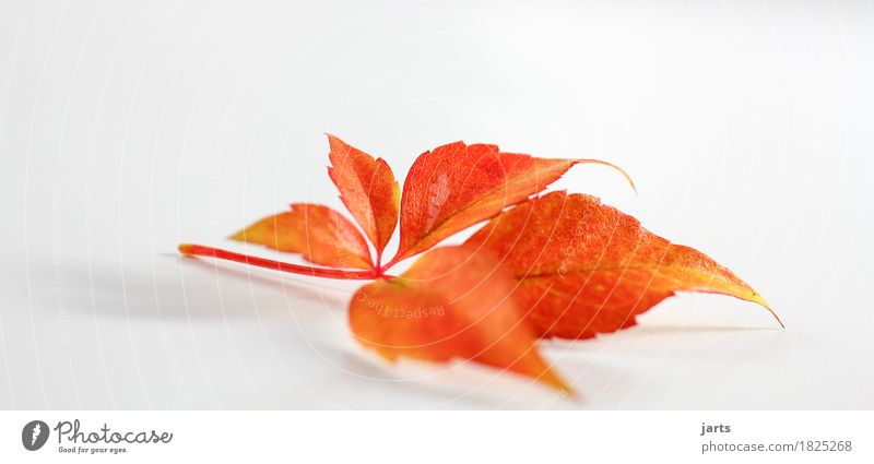 herbstblatt II Pflanze Herbst Blatt liegen natürlich gelb orange rot Gelassenheit ruhig Natur Farbfoto Innenaufnahme Studioaufnahme Nahaufnahme Menschenleer