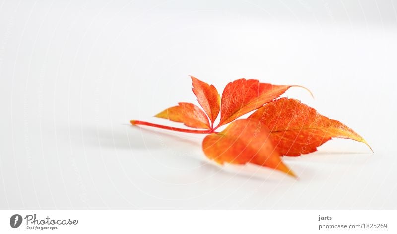 herbstblatt IV Pflanze Herbst Blatt liegen natürlich schön gelb orange rot Gelassenheit ruhig Natur Farbfoto mehrfarbig Studioaufnahme Menschenleer