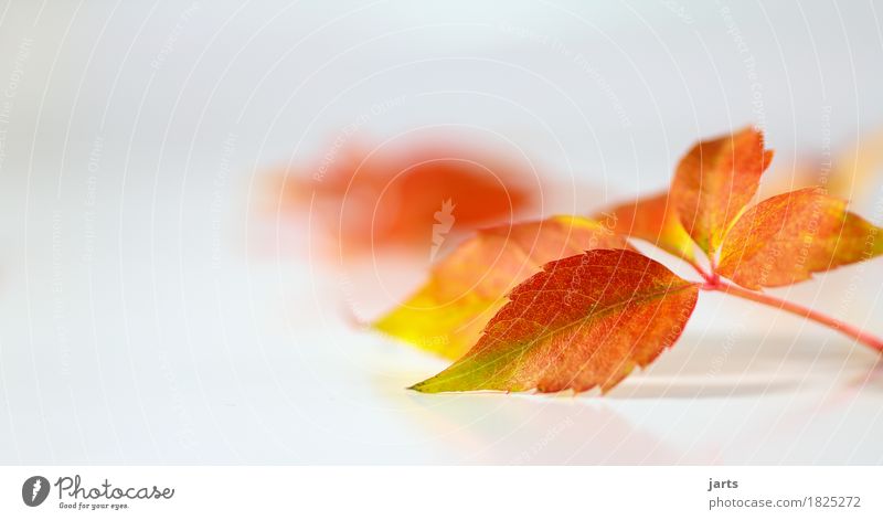 herbstblatt Pflanze Herbst Blatt liegen frisch Geschwindigkeit grün orange rot Natur Farbfoto Innenaufnahme Studioaufnahme Nahaufnahme Menschenleer