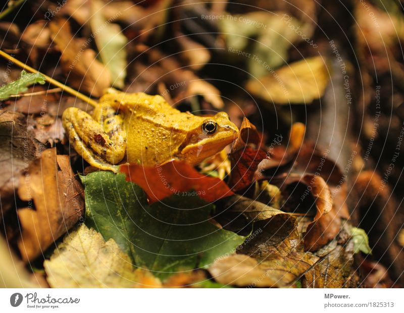 gut getrarnt Umwelt Natur Wald Tier Frosch 1 atmen hässlich Laubfrosch Herbst Blatt mehrfarbig gelb Kröte Auge sitzen warten schleimig Farbfoto Außenaufnahme