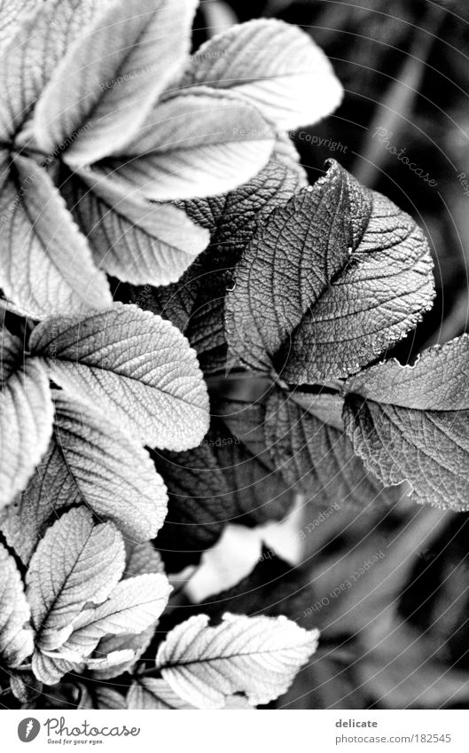 Light/Dark Schwarzweißfoto Außenaufnahme Detailaufnahme Menschenleer Kontrast Natur Pflanze beobachten dehydrieren Wachstum Vergänglichkeit
