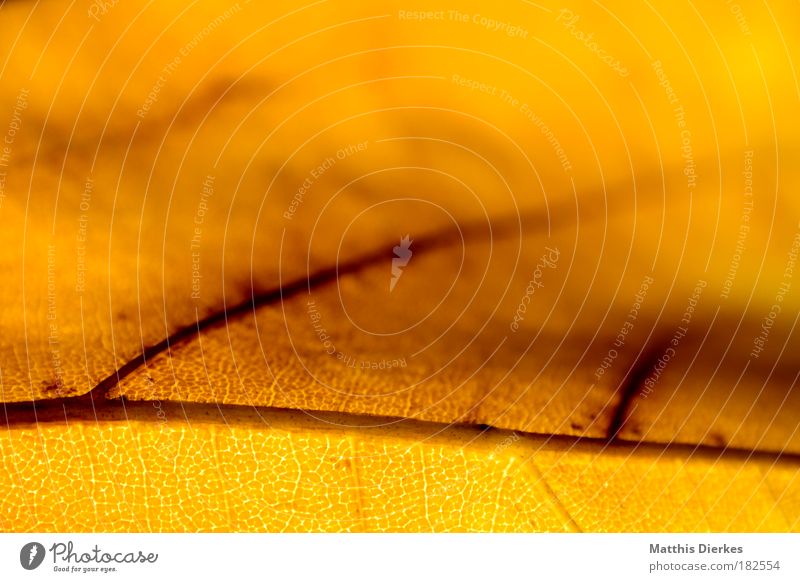Gold Blatt Herbst Makroaufnahme Strukturen & Formen Ordnung Regenbogen mehrfarbig Körperzelle Nahaufnahme Farbverlauf diagonal Muster Lunge Photosynthese