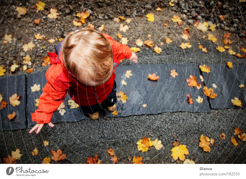 kleiner Mann im Herbst Farbfoto Außenaufnahme Textfreiraum rechts Tag Vogelperspektive Spielen Mensch maskulin Kleinkind 1 1-3 Jahre Blatt Jacke Stein stehen