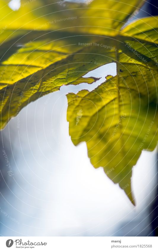 --> Natur Herbst Blatt Pfeil Pfeilförmig einfach natürlich einzigartig Riss Fraßspur Zerstörung Farbfoto Gedeckte Farben Außenaufnahme Nahaufnahme