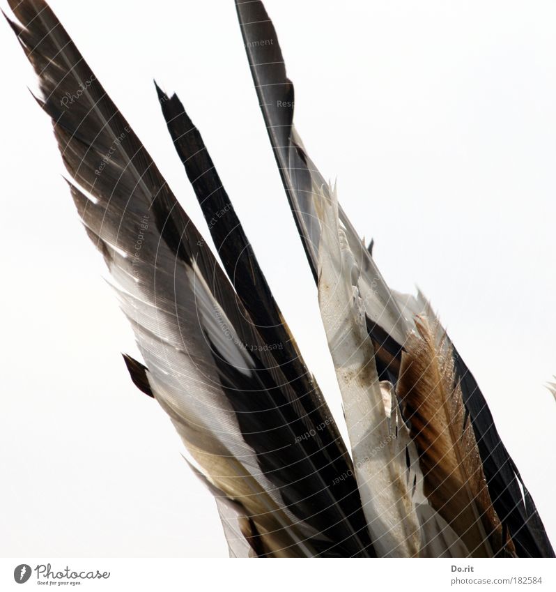 SPO|09 Der Federschmuck der Squaw Natur Accessoire Schmuck ästhetisch braun grau weiß Zufriedenheit Indianer Nordsee gesammelte Werke Gedeckte Farben Tag Totale