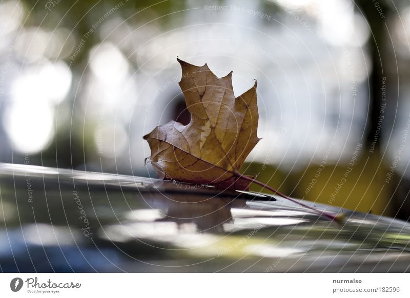 Einzelgänger Farbfoto Morgen Licht Silhouette Reflexion & Spiegelung Herbstferien Kunst Umwelt Natur Pflanze schlechtes Wetter Wind Nebel Regen Blatt Altstadt