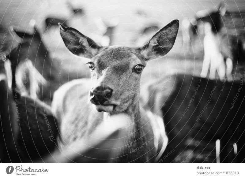 glowing deer Umwelt Natur Herbst Tier Wildtier Tiergruppe Herde leuchten Blick Neugier Reh Rehauge Schwarzweißfoto Außenaufnahme Menschenleer