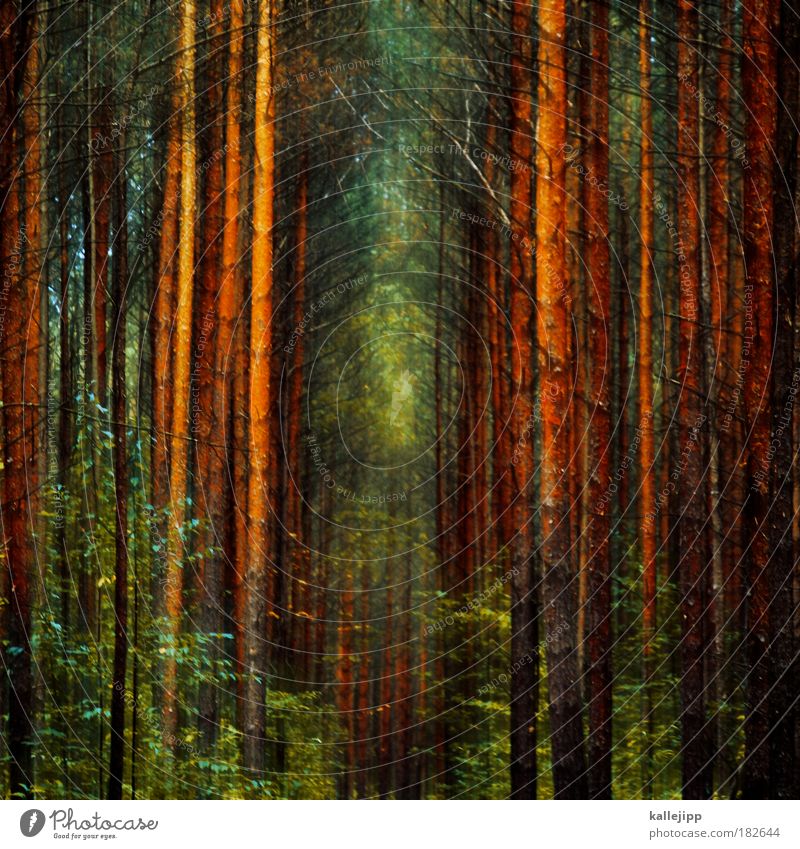wald-weit-wech Farbfoto mehrfarbig Experiment Menschenleer Tag Licht Schatten Kontrast Bewegungsunschärfe Umwelt Natur Landschaft Pflanze Klima Klimawandel Baum