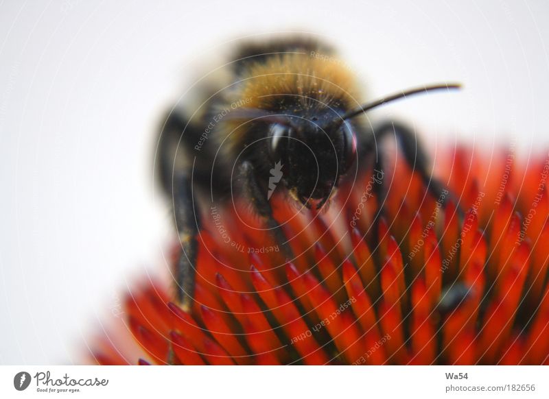 auf Honigsuche Farbfoto Außenaufnahme Nahaufnahme Textfreiraum oben Hintergrund neutral Tag Biene Arbeit & Erwerbstätigkeit atmen berühren Blühend genießen