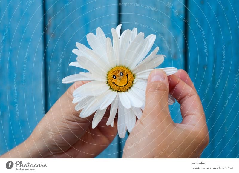 Kamille mit einem Lächeln in den menschlichen Händen auf Blau verwischte Hintergrund Freude Gesicht Arme Hand Finger Pflanze Blume Blüte Blühend blau Gefühle