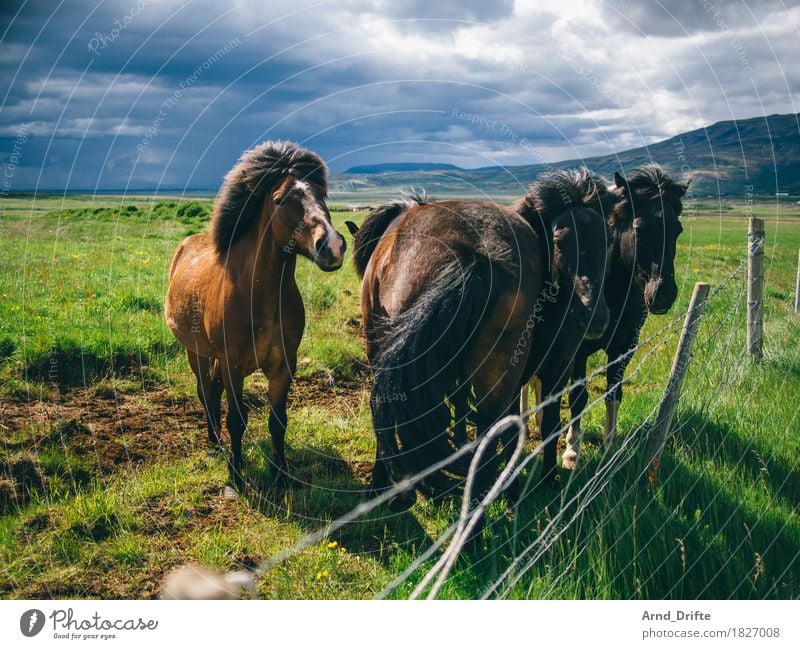 300 - Feiern mit Pony Marshall Ferien & Urlaub & Reisen Tourismus Ausflug Natur Landschaft Pflanze Tier Himmel Wolken Gewitterwolken Wetter schlechtes Wetter