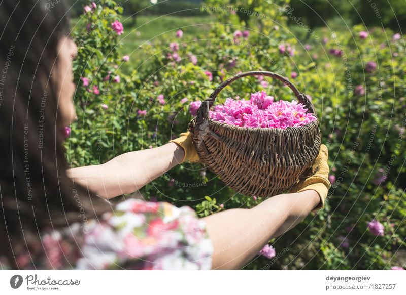 Frau, die Farbe von Ölsaatrosen auswählt schön Haut Wellness Erholung Garten Erwachsene Natur Pflanze Blume Rose Blatt frisch natürlich rosa Roséwein Erdöl Sack