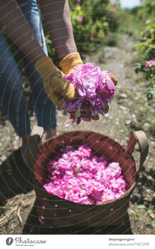 Frau, die Farbe von Ölsaatrosen auswählt. schön Haut Wellness Erholung Garten Erwachsene Natur Pflanze Blume Rose Blatt frisch natürlich rosa Roséwein Erdöl