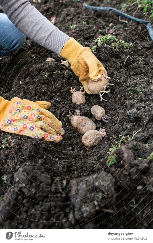 Kartoffeln im kleinen Biogarten pflanzen Gemüse Garten Gartenarbeit Frau Erwachsene Hand Natur Pflanze Erde Wachstum frisch natürlich Samen Lebensmittel