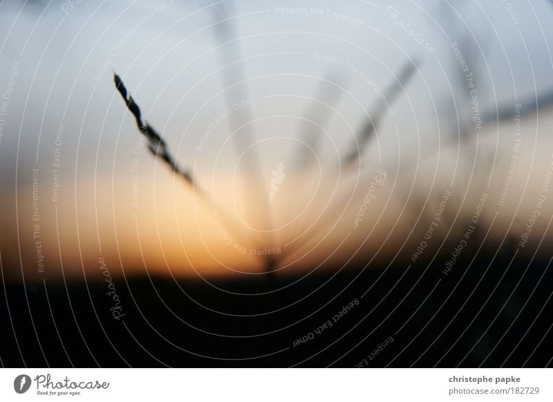 Analoges Analogbild Farbfoto Außenaufnahme Menschenleer Textfreiraum unten Morgendämmerung Abend Dämmerung Sonnenlicht Sonnenaufgang Sonnenuntergang