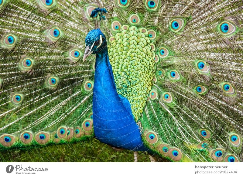 Pfau, Rad schlagend Haustier Vogel Tiergesicht Zoo 1 Ornament Brunft leuchten Liebe ästhetisch authentisch Coolness elegant Erotik natürlich blau grün