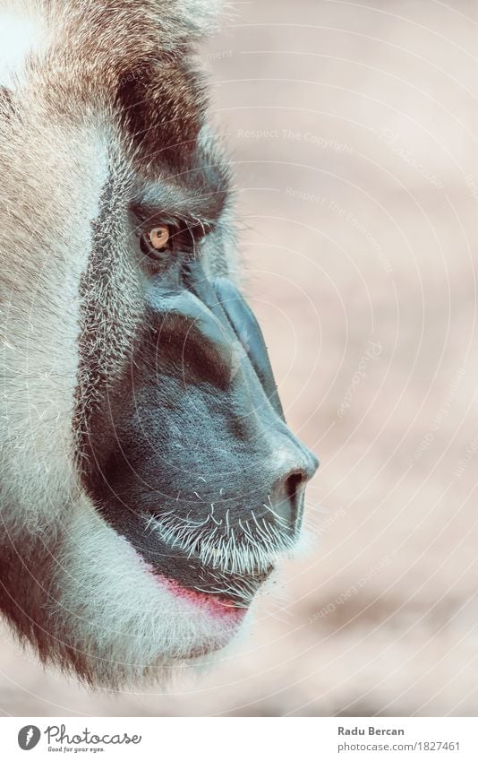 Porträt des Drill Monkey (Mandrillus Leukophaeus) Natur Tier Wildtier Tiergesicht 1 beobachten Blick Aggression bedrohlich muskulös natürlich stark wild Wut