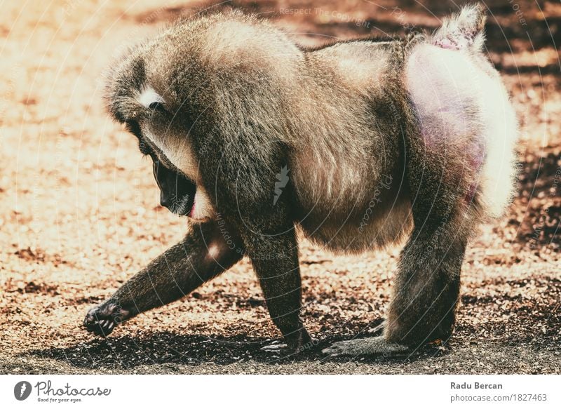 Porträt des Drill Monkey (Mandrillus Leukophaeus) Natur Tier Wildtier 1 Bewegung gehen Aggression bedrohlich groß muskulös natürlich stark wild braun bohren