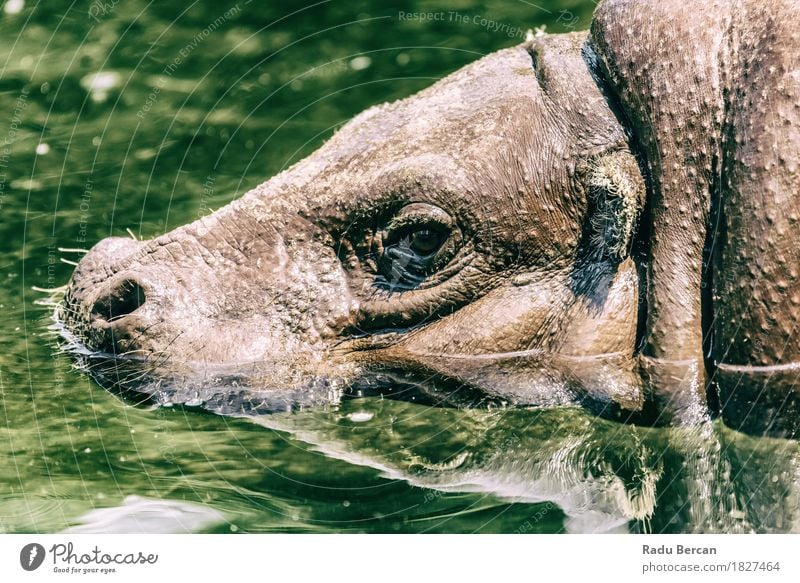 Gemeiner Nilpferd (Hippopotamus Amphibius) in Afrika Natur Tier Wasser Fluss Wildtier Tiergesicht 1 atmen Schwimmen & Baden groß nass natürlich stark wild braun