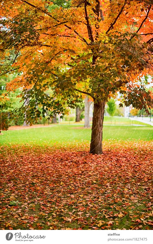 Was war Natur Herbst Baum schön Indian Summer foliage Laubbaum Färbung Neuengland New Hampshire Farbfoto mehrfarbig Außenaufnahme
