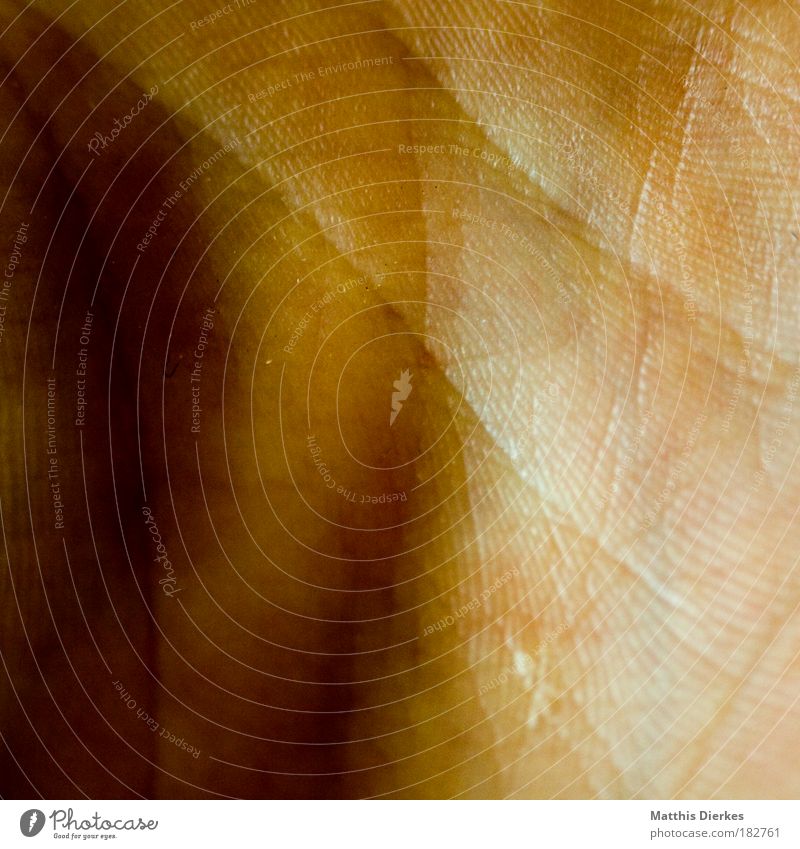 Hand Haut Innenfläche Linie Lebenslinie gezeichnet Riss Körper Mensch Nahaufnahme Makroaufnahme braun weiß Schatten Sonne Licht Körperzelle