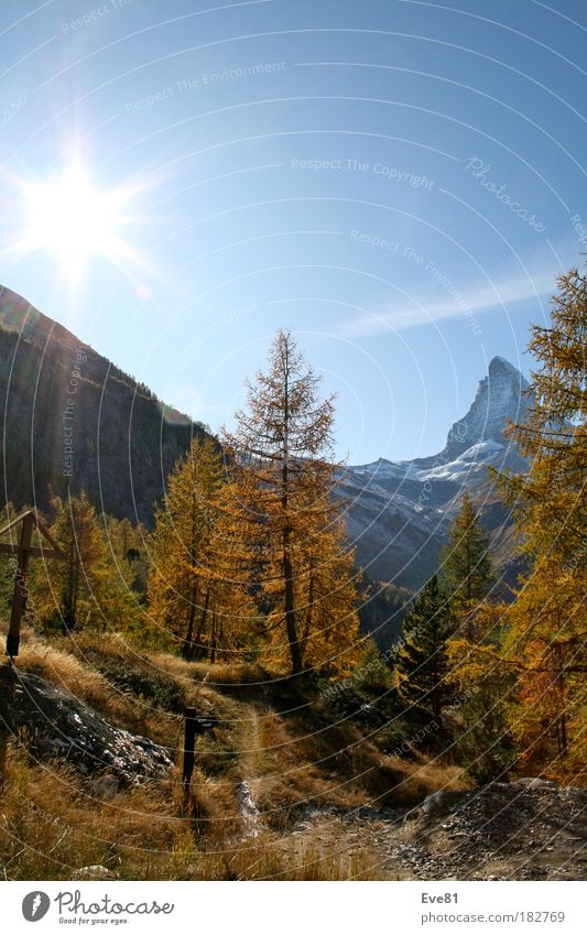 Herbstsession am Matterhorn Farbfoto Außenaufnahme Menschenleer Tag Sonnenstrahlen Wohlgefühl Ferien & Urlaub & Reisen Tourismus Ausflug Berge u. Gebirge Baum