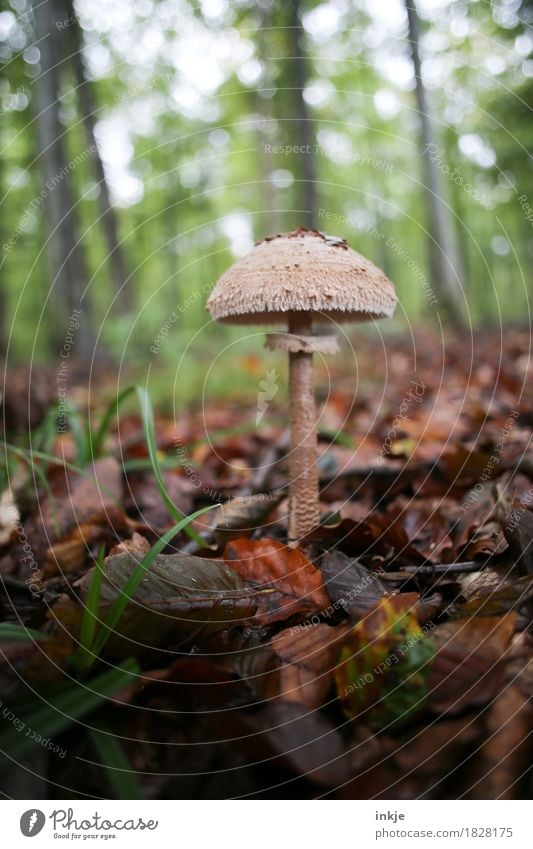 Riesenschirmling Natur Herbst Blatt Waldboden Pilz Speisepilz entdecken stehen Wachstum braun Pilzsucher Farbfoto Außenaufnahme Nahaufnahme Detailaufnahme