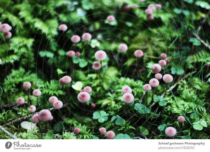 Kleine Bewohner des Waldes wandern Umwelt Natur Pflanze Herbst Moos Pilz beobachten außergewöhnlich authentisch exotisch nah schön grün Stimmung Abenteuer