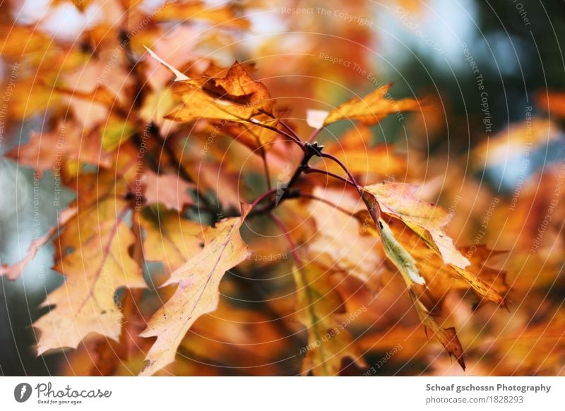 Herbstlaub wandern Kunst Umwelt Natur Pflanze Baum Blatt Wald außergewöhnlich mehrfarbig gelb gold Stimmung Kraft ruhig Farbfoto Außenaufnahme Tag Unschärfe