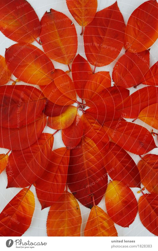 AK# Der Herbst und seine Blätter III Kunst Kunstwerk ästhetisch Symmetrie rot orange Farbe Farbenspiel Farbenwelt Farbverlauf Blatt Laubbaum herbstlich
