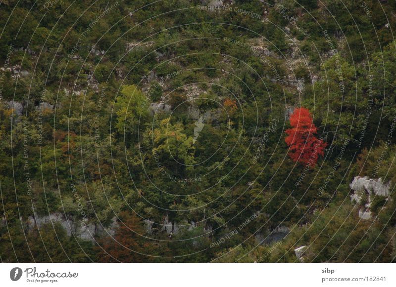 Einzelgänger Farbfoto Außenaufnahme Menschenleer Zentralperspektive Umwelt Natur Landschaft Herbst Baum Felsen Berge u. Gebirge grün rot Einsamkeit