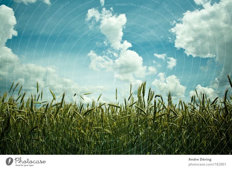 Kornfeld Farbfoto Außenaufnahme Menschenleer Tag Kontrast Sonnenlicht Zentralperspektive Natur Landschaft Pflanze Himmel Wolken Gewitterwolken Herbst Feld blau