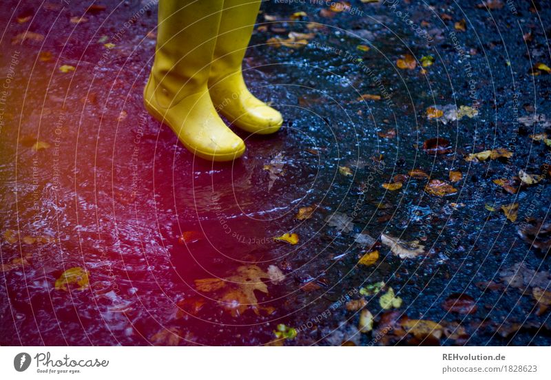 Gelbe Gummistiefel Fuß 1 Mensch Umwelt Natur Herbst Wetter schlechtes Wetter Regen Blatt springen authentisch frei Freundlichkeit Fröhlichkeit nass Freude Glück