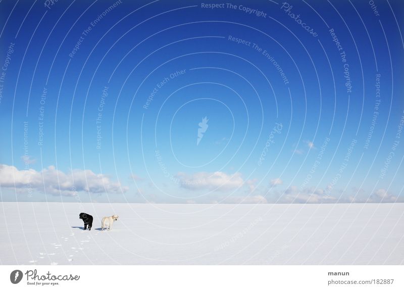 "Polarfüchse" Farbfoto Außenaufnahme Menschenleer Textfreiraum rechts Textfreiraum oben Textfreiraum unten Textfreiraum Mitte Tag Kontrast Sonnenlicht