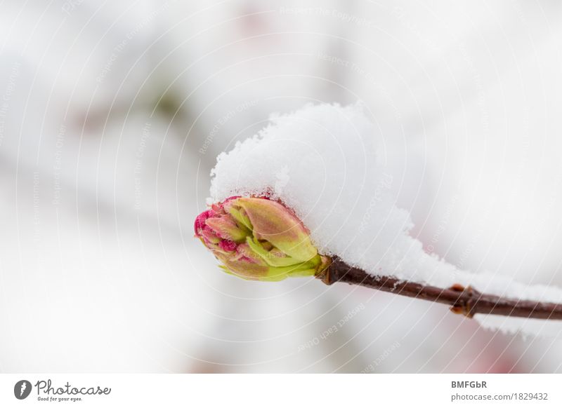 Knospe mit Schneehäubchen Umwelt Natur Landschaft Pflanze Frühling Winter Klima Klimawandel Wetter schlechtes Wetter Unwetter Eis Frost Baum Blüte Blütenknospen