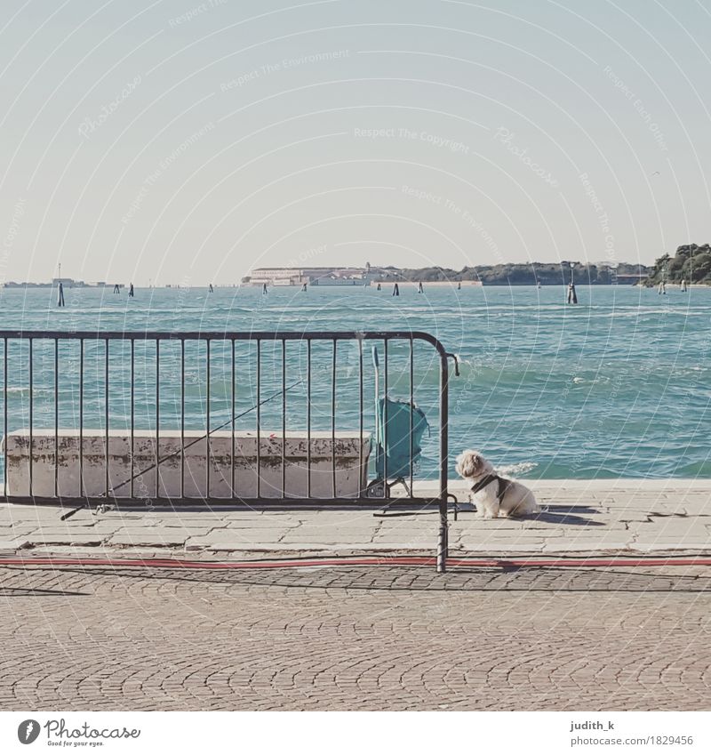 ... waiting for ... Angeln Ferne Meer Wasser Himmel Wolkenloser Himmel Seeufer Flussufer Venedig Italien Europa Stadt Tier Hund 1 träumen Tierliebe Treue