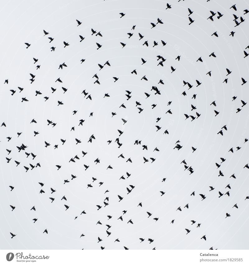 Taubenschwarm Natur Tier nur Himmel Winter schlechtes Wetter Vogel Schwarm fliegen außergewöhnlich Zusammensein grau schwarz Stimmung Lebensfreude Einigkeit