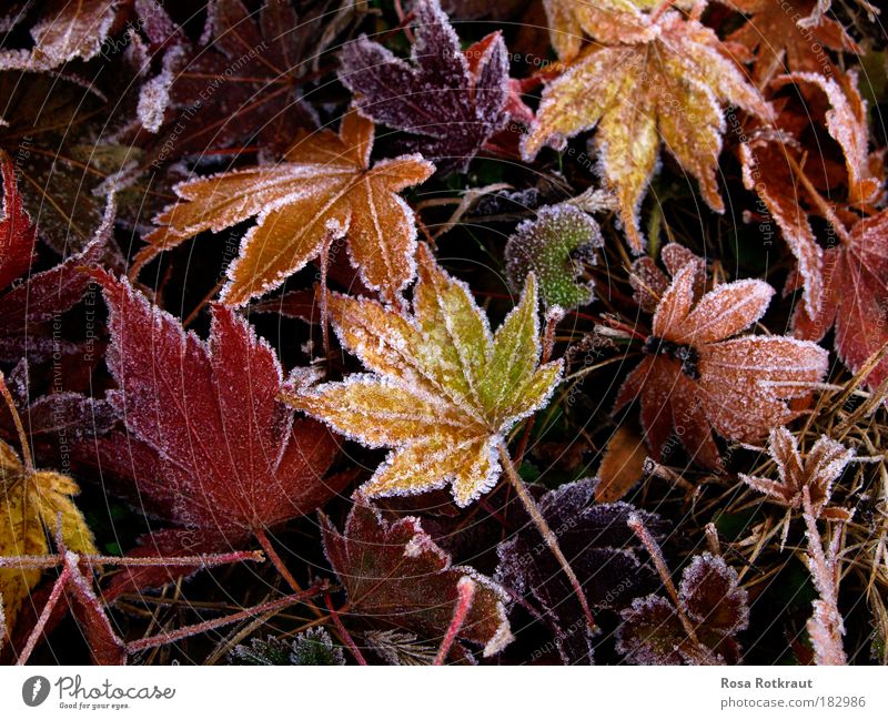 frost Natur Pflanze Herbst Eis Frost Blatt Park Wiese frieren dehydrieren natürlich weich mehrfarbig gelb rot Warmherzigkeit ruhig kalt Leben Vergänglichkeit