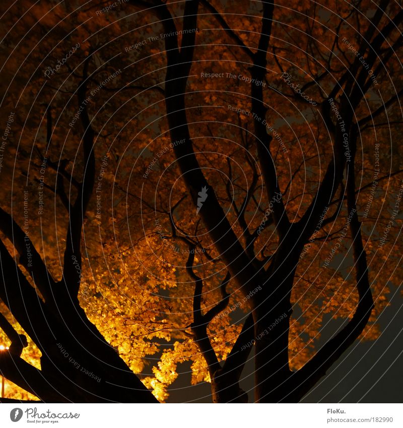 Parkspaziergang Farbfoto Außenaufnahme Menschenleer Nacht Kunstlicht Licht Schatten Kontrast Silhouette Langzeitbelichtung Umwelt Natur Pflanze Herbst Baum