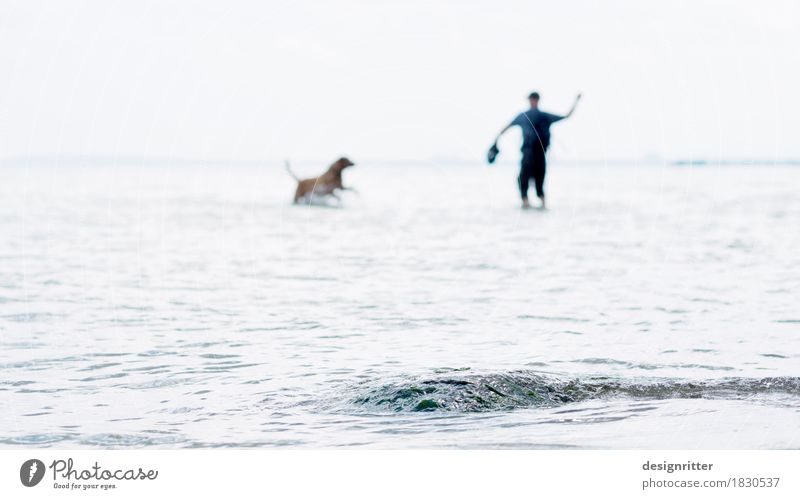 Mann mit Hund am Meer Ostsee Urlaub Usedom Gassigehen spielen Spiel fangen Dressieren Dressur werfen Wurf Wasser Ufer welle wellen