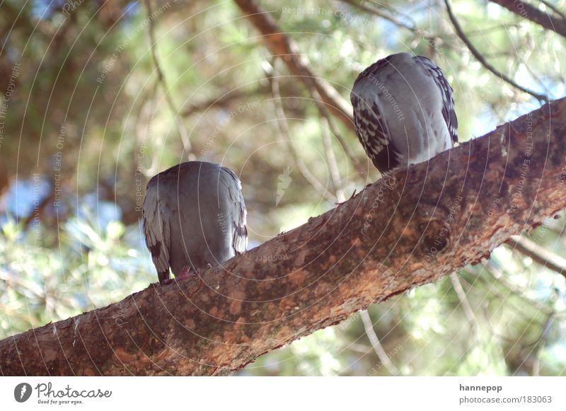 kopflos Farbfoto Außenaufnahme Tag Tierporträt Baum Taube 2 Geborgenheit Müdigkeit Natur