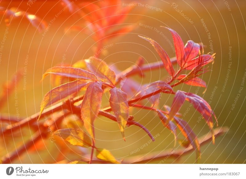 rotlicht Farbfoto Außenaufnahme Nahaufnahme Dämmerung Sonnenlicht Natur Pflanze Baum Blatt atmen Idylle